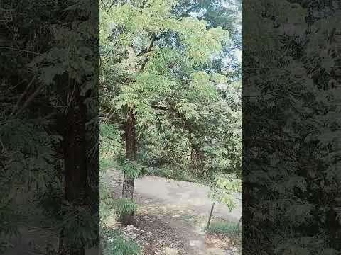 Thumbnail de Sabadão saindo sem destino 3 de janeiro de 2026