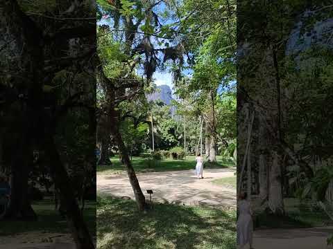 Capa do vídeo Jardim Botânico RJ #shorts #shortsnobrasil siga @⁨Passeios-e-Visoes⁩! 🌎✈️