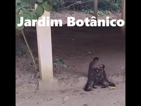 SHOW GRATUITO para os turistas no JARDIM BOTÂNICO 2026 Thumbnail de SHOW GRATUITO para os turistas no JARDIM BOTÂNICO 2026