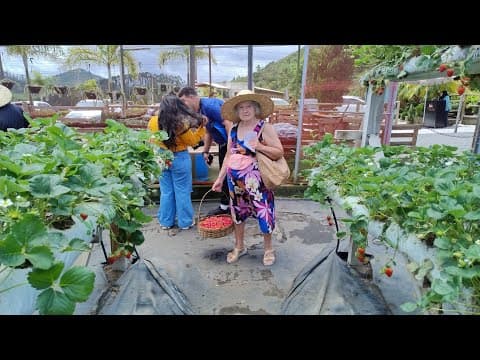 Esses DELICIOSOS MORANGOS tēm significado especial ! Thumbnail de Esses DELICIOSOS MORANGOS tēm significado especial !