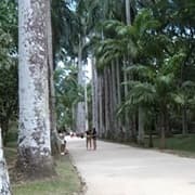 Jardim Botânico do Rio de Janeiro: Um Oásis Verde no Coração da Cidade Thumbnail de Jardim Botânico do Rio de Janeiro: Um Oásis Verde no Coração da Cidade (1)