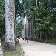 Jardim Botânico do Rio de Janeiro: Um Oásis Verde no Coração da Cidade